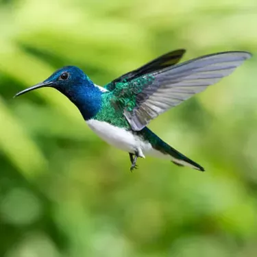 Qual è la gamma dei colibrì?