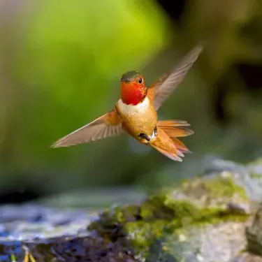 Quali sono le specie di colibrì?