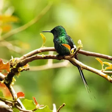 Quali sono alcune risorse alimentari uniche per i colibrì nei parchi e giardini urbani?