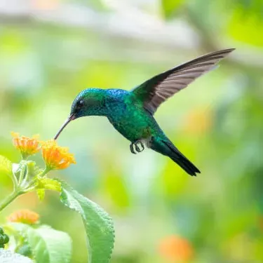 In che modo la fonte di cibo dei colibrì è correlata alla selezione del loro habitat?