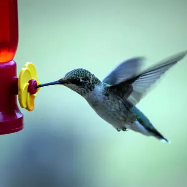 Quali sono le differenze nelle fonti di cibo tra le diverse specie di colibrì?