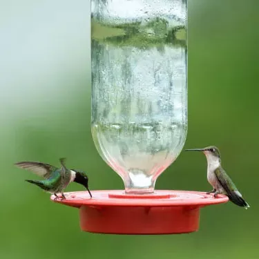 Quali sono le differenze nella portata tra le diverse specie di colibrì?