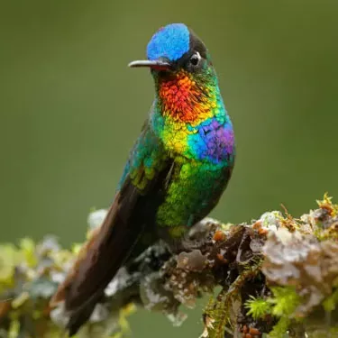 Quali fattori influenzano la gamma dei colibrì?