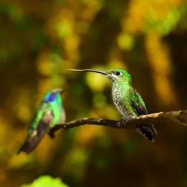 I colibrì hanno un range di movimento definito quando mangiano?