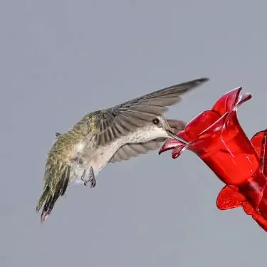 A che ora piace mangiare i colibrì?