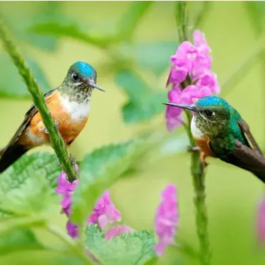 Il colore della mangiatoia per colibrì ha un effetto sull'attrattiva di un colibrì?