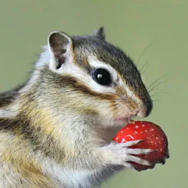 Quali tipi di mangiatoie anti-scoiattolo sono più durevoli?