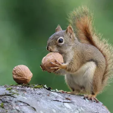 Quanto durano le mangiatoie anti-scoiattolo?