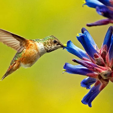 Come funziona una mangiatoia per colibrì?