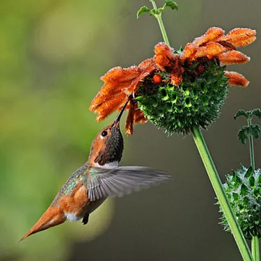 Introduzione alla mangiatoia per colibrì?