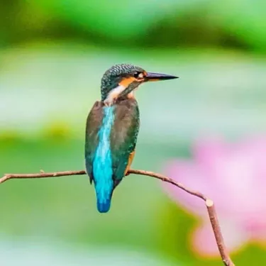 Quanto vivono i colibrì?