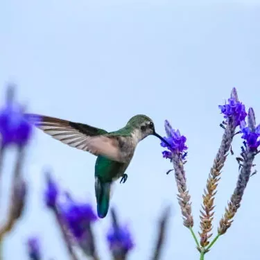 Quali fattori influenzano la capacità di riproduzione di un colibrì?