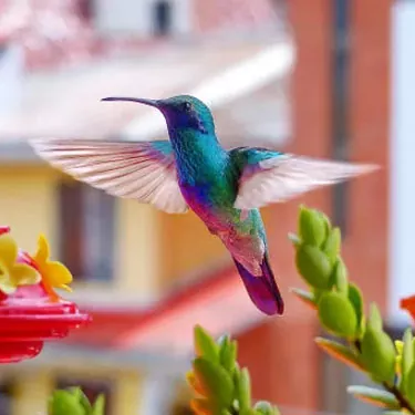 Quali benefici apportano i colibrì agli esseri umani?