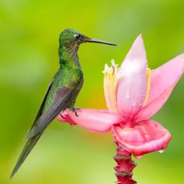 Qual è lo stato attuale di conservazione dei colibrì?