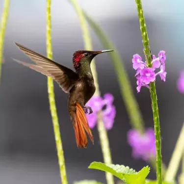 Qual è l'importanza ecologica dei colibrì?