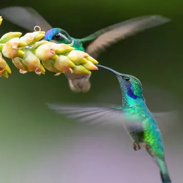 Come si adatta il colibrì al suo ruolo ecologico?